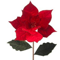 Red Poinsettia Stem